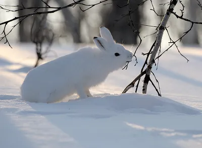 Фотография зайца на заснеженном фоне в формате WebP