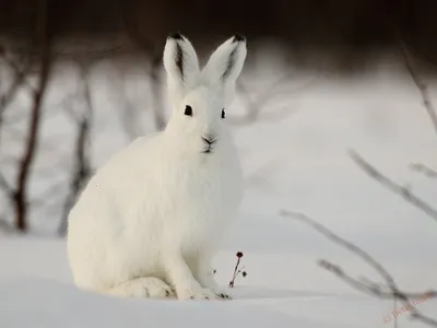 Картинка зайца зимой: Выберите размер JPG для скачивания