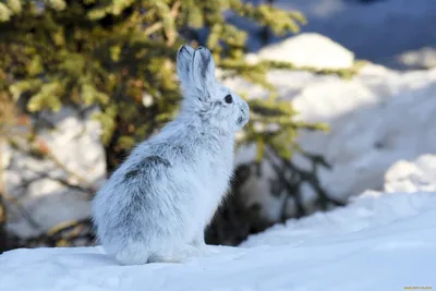 Фото зайца на снегу: WebP скачать