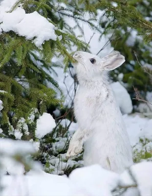 Изображение зайца зимой в PNG: выберите желаемый размер