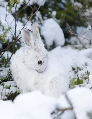 Фотография зайца на снегу: скачать в PNG