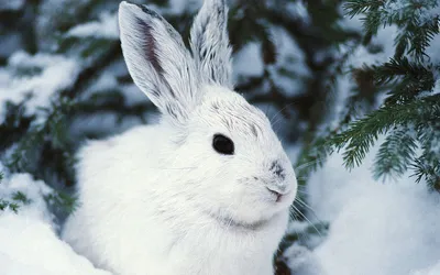 Фотка зайца зимой в формате JPG для загрузки