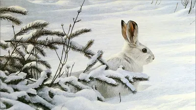 Изображение зайца на снегу: Выберите размер JPG