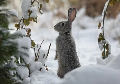 Фото зайца на фоне снега в формате JPG