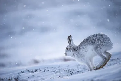 Изображение зайца зимой: скачать PNG