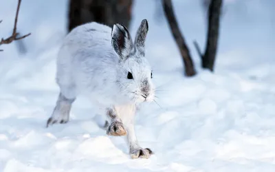Фото зайца на снегу в формате PNG для загрузки