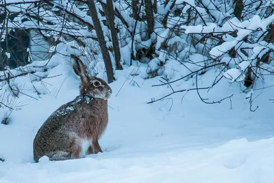 Фотка зайца зимой: скачать JPG изображение большого размера