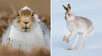 Фотография зайца на фоне снега в формате WebP