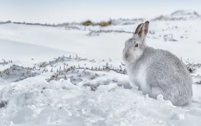 Изображение зайца зимой: скачать в PNG