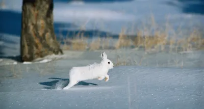 Заяц зимой: Скачать фотографию в формате WebP