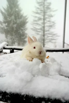 Фото зайца на фоне снега: JPG скачать