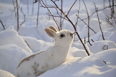 Картинка зайца зимой в PNG: выберите желаемый размер