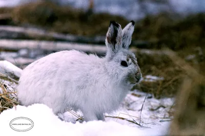 Заяц на фотографии зимой в формате PNG для скачивания