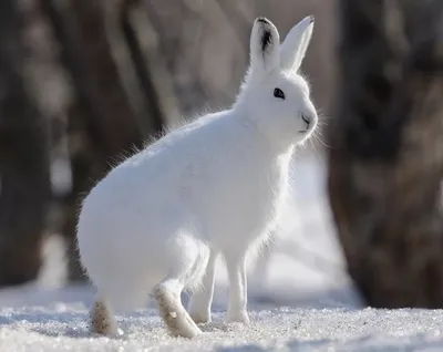 Картинка зайца зимой в WebP: выберите желаемый размер