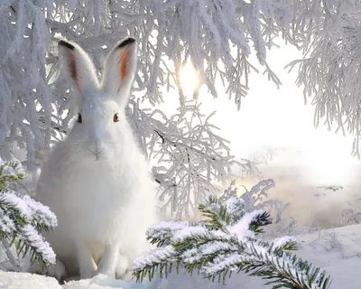 Заяц зимой в высоком разрешении: загрузка JPG