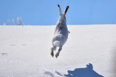 Изображение зайца на снегу: скачать в PNG