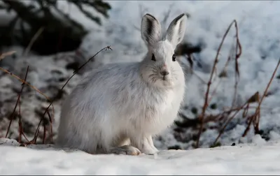 Фото зайца зимой в формате WebP для загрузки