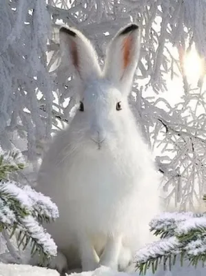 Зимний зайчик: Высококачественное изображение для скачивания в PNG