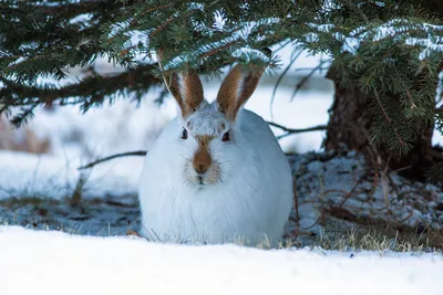 Зайчик в зимнем лесу: Изображение в PNG, сохраните красоту природы