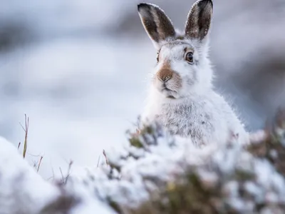 Фотография милого зайчика зимой: Отличное изображение в JPG формате