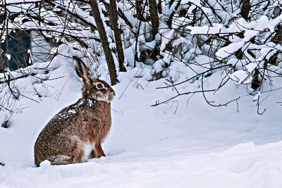 Фотография зайчика в зимнем лесу: Скачайте в JPG и наслаждайтесь моментом