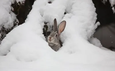 Смешной зайчик в снегу: JPG для сохранения забавных моментов