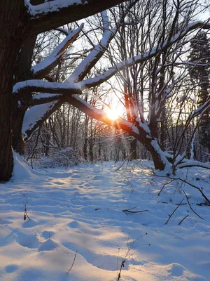 Зимний момент в кадре: Закат солнца на фотографии