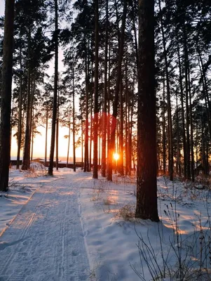 Зимний вечер в снежной палитре: Закат солнца на фото