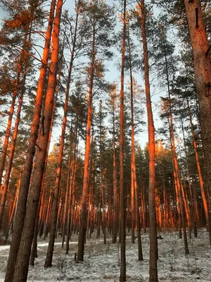 Сказочная атмосфера: фотография закатного пейзажа леса