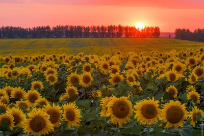 10 фотографий заката в поле, захватывающих дух