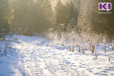 Фотографии зимнего красавца: скачайте в удобном формате