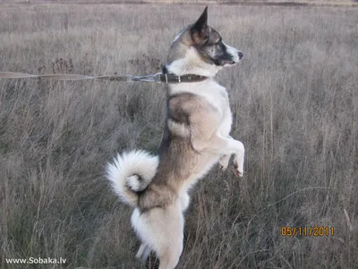 Собака Западносибирская лайка: наслаждайтесь ее фото