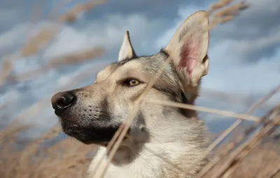 Собака Западносибирская лайка: наслаждайтесь красивыми снимками