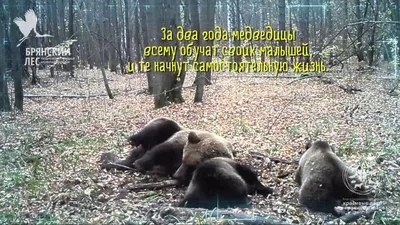 Экологический заповедник Брянский лес: скачать бесплатно фотографии