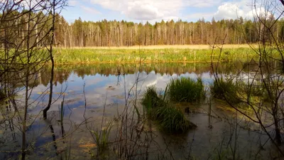 Заповедник Брянский лес на фотографиях – волшебство природы