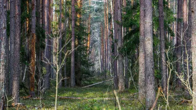 Обои на телефон с фотографиями живописных уголков заповедника Брянский лес