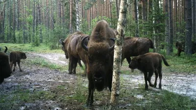 Фотографии лесных озер в заповеднике Брянский лес, приглашающие к отдыху на природе