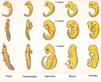 Фотография человеческого зародыша: Персонализация размера