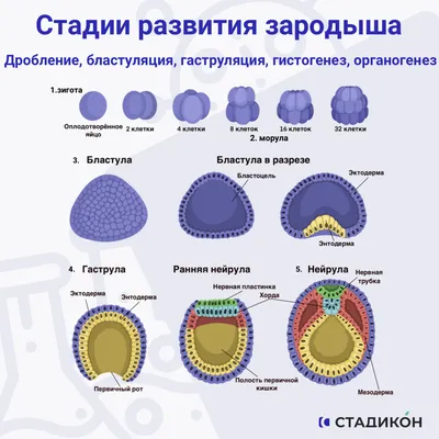 Зародыш человека: Оригинальное изображение в JPG