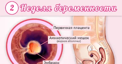 Зародыш человека: Уникальное изображение в PNG