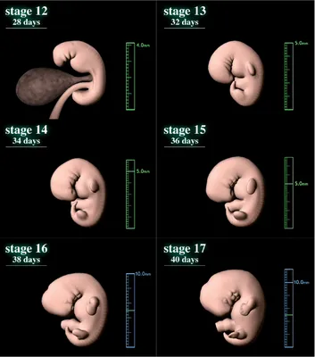 Этапы развития: Фотка зародыша человека для загрузки