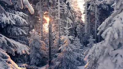 Фото Заснеженного леса: Свежие и впечатляющие снимки