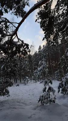 Белоснежная красота: взгляните на фото заснеженного леса