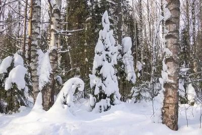 Фотография роскошного заснеженного лесного уголка