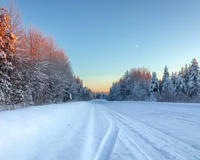 [73+] Заснеженный лес фото