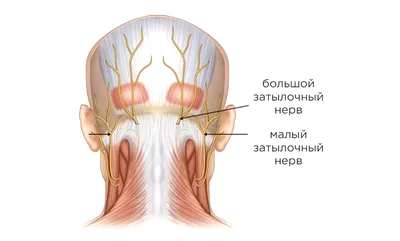 Затылочный бугор человека  фото