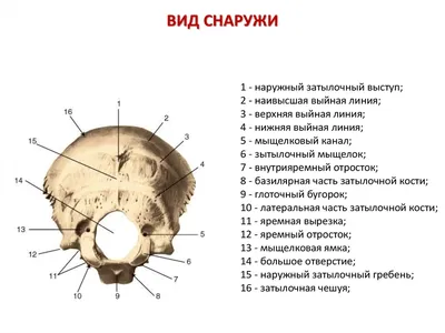 Затылочный бугор на фотографии: Настройте изображение перед загрузкой