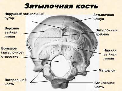 Человеческий затылочный бугор: Измените размер и выберите формат для скачивания