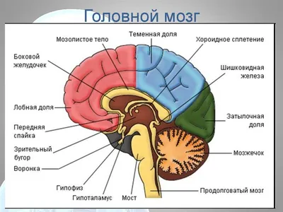 Человеческий затылочный бугор: Персонализируйте размер и формат вашего фото