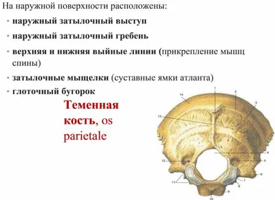 Изображение затылочного бугра человека: Настройте свое фото под свои нужды